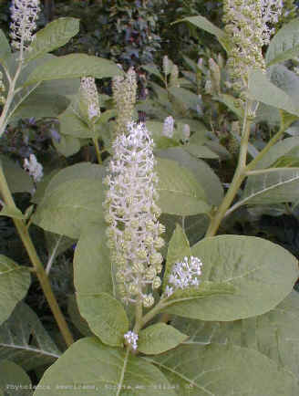 Phytolacca americana