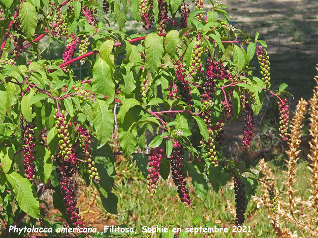 Phytolacca americana