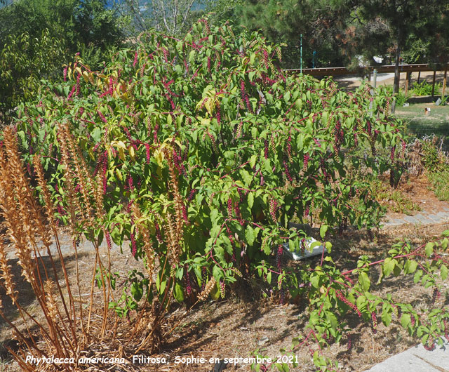 Phytolacca americana