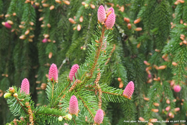 Picea abies 'Acrocona'