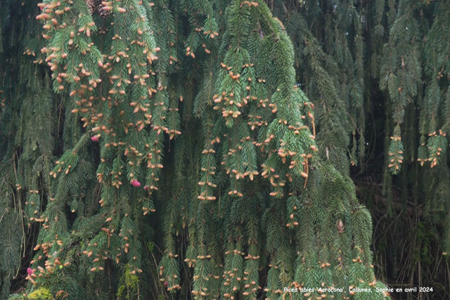 Picea abies 'Acrocona'