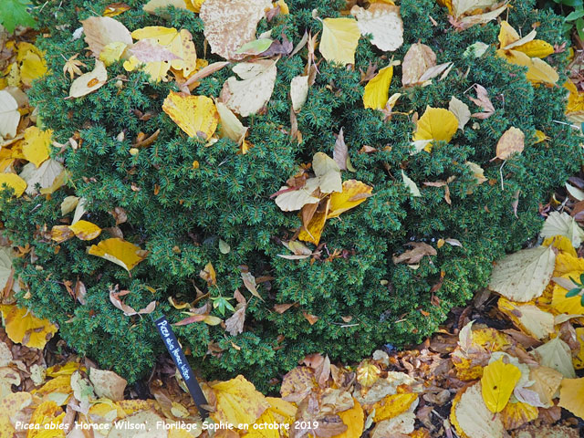 Picea abies 'Horace Wilson'