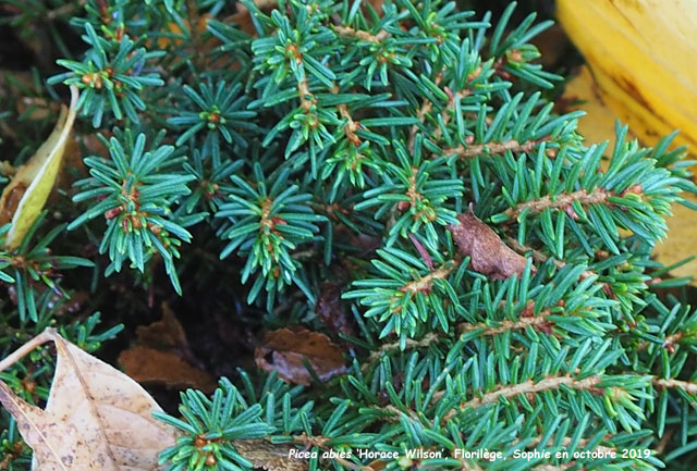 Picea abies 'Horace Wilson'