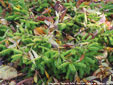 Picea abies 'Vermont Gold'