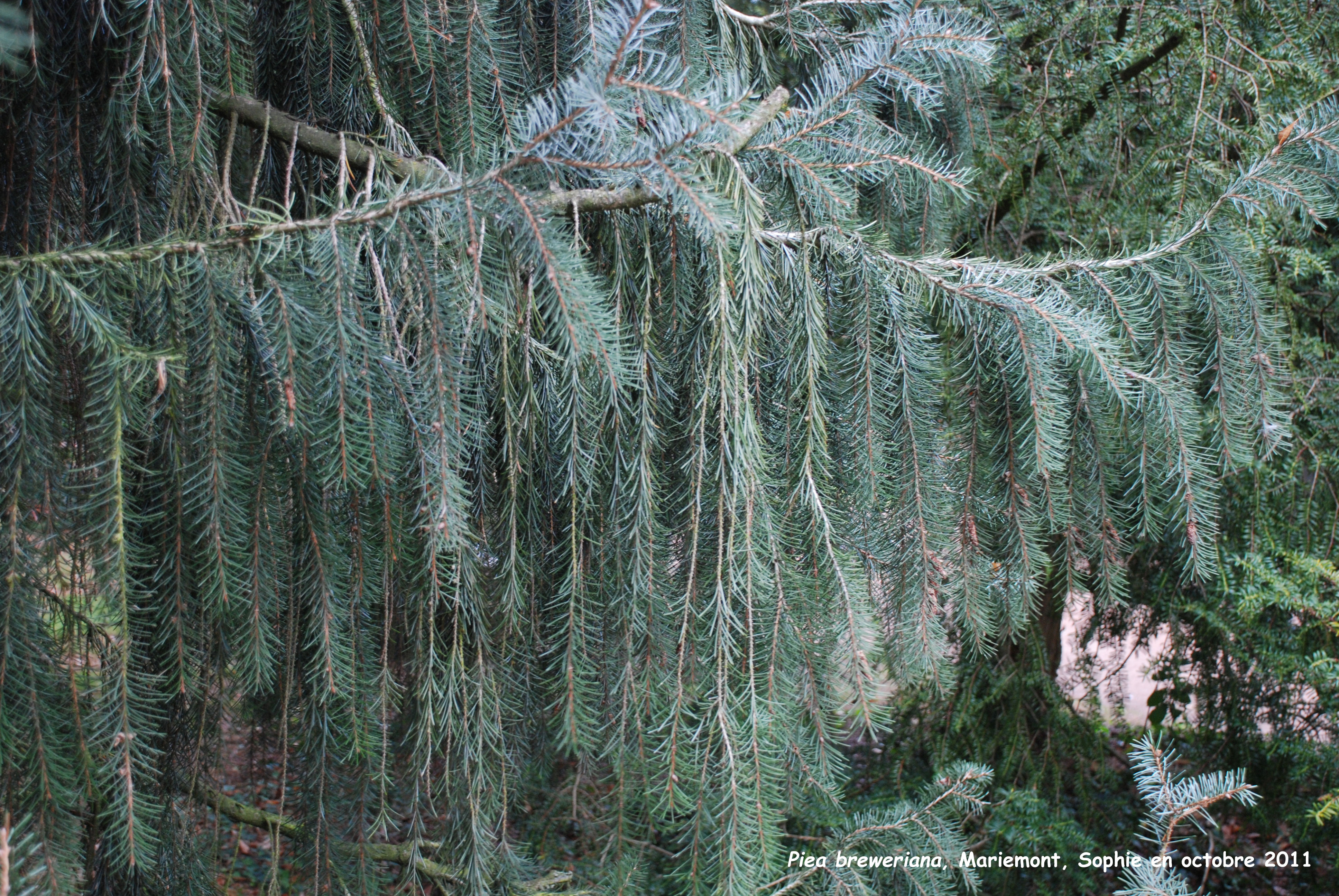 Picea breweriana