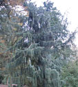 Picea breweriana