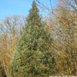 Picea engelmannii