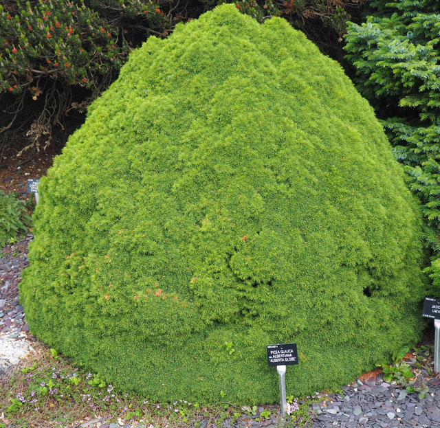 Picea glauca var. albertiana 'Alberta Glauca'