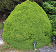 Picea glauca var. albertiana  'J.W. Daisy's White'