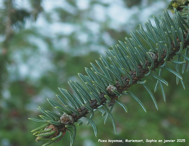 Picea koyomae