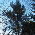 Picea koyomae