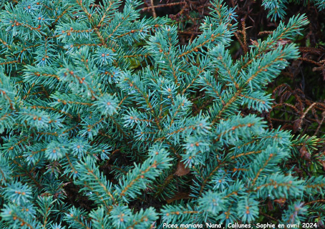 Picea mariana 'Nana'