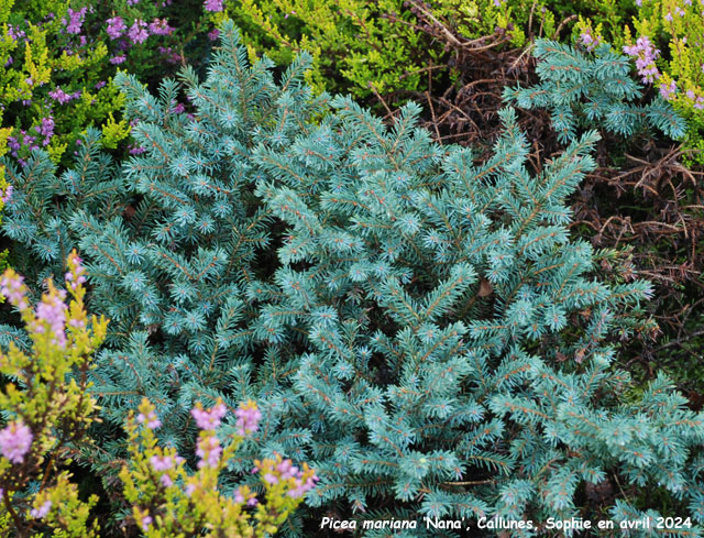 Picea mariana 'Nana'