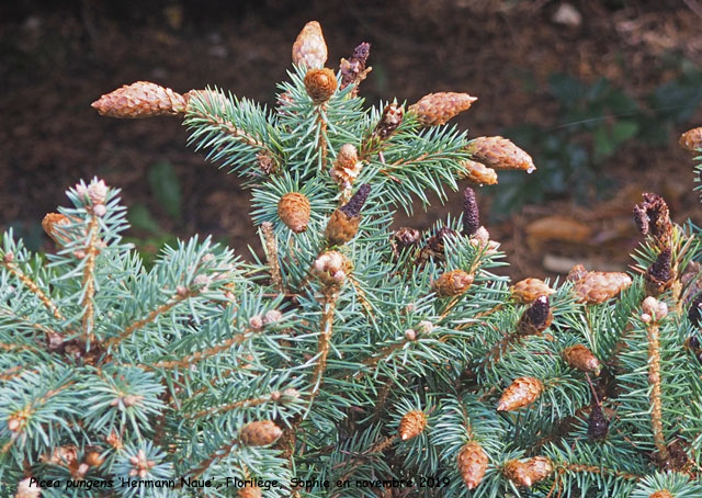 Picea pungens 'Hermann Naue'