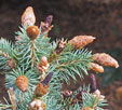 Picea pungens 'Hermann Naue'