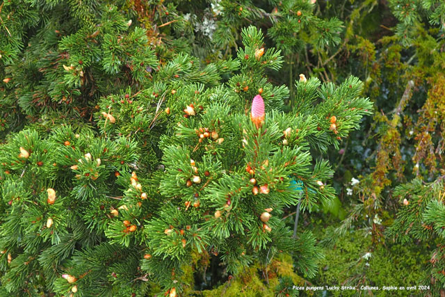 Picea pungens 'Lucky Strike'