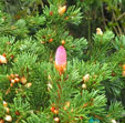 Picea pungens 'Lucky Strike'