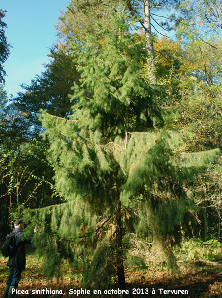 Picea smithiana