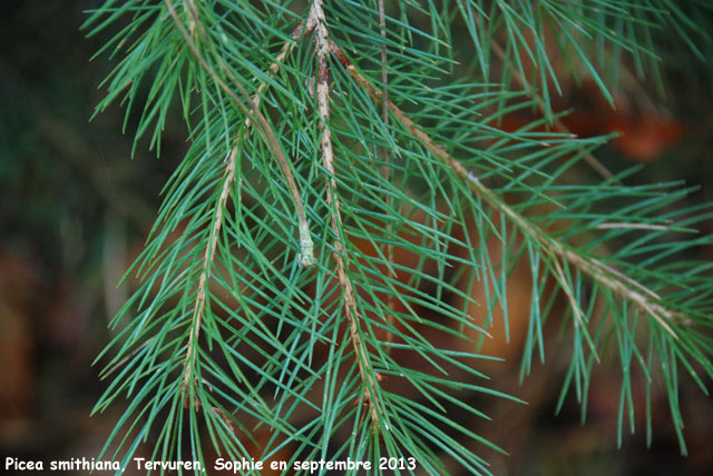 Picea smithiana