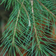 Picea smithiana