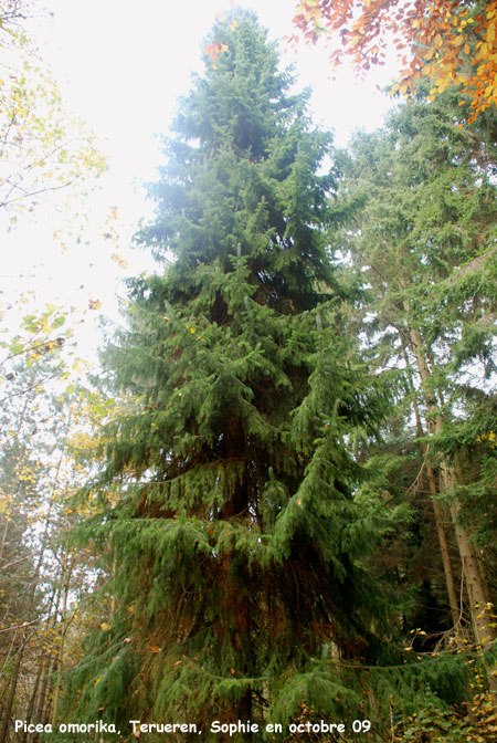 Picea omorika