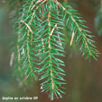 Picea omorika