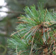 Pinus cembra