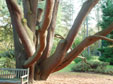 Pinus contorta