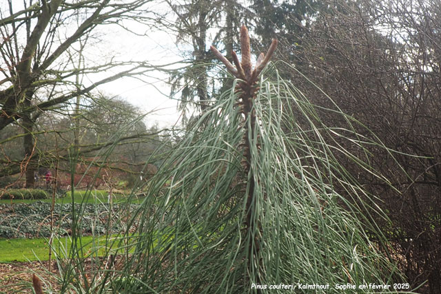 Pinus coulteri