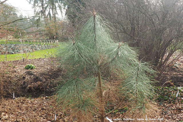Pinus coulteri