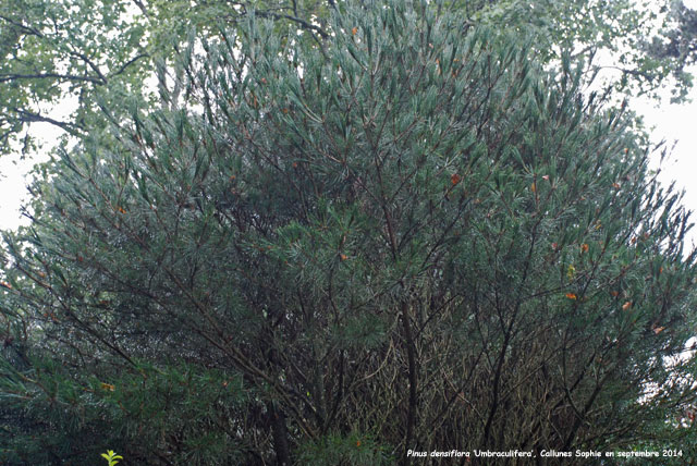 Pinus densiflora 'Umbraculifera'