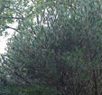 Pinus densiflora 'Umbraculifera'