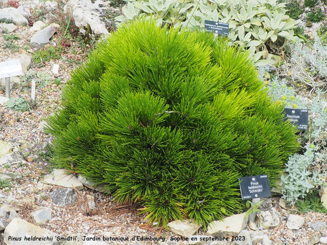 Pinus heldreichii 'Smidtii'