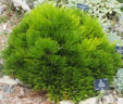 Pinus heldreichii