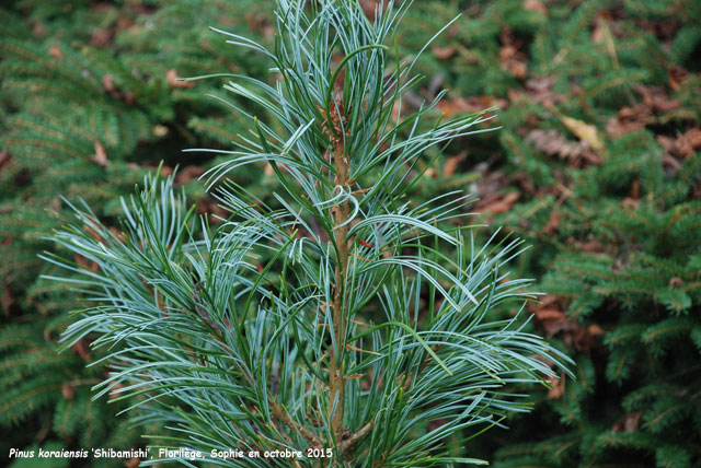 Pinus koraiensis 'Shibamichi'