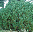 Pinus mugo 'Mops'