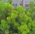 Pinus mugo 'Sherwood Compact''