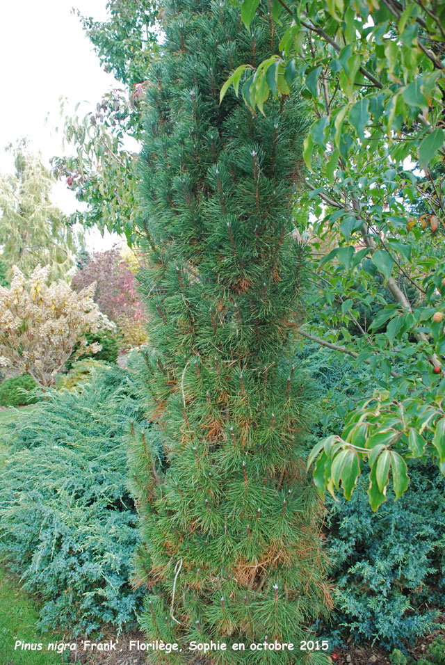 Pinus nigra 'Franq'