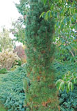 Pinus nigra 'Franq'