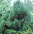 Pinus nigra 'Moseri''