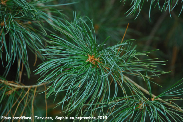 Pinus parviflora