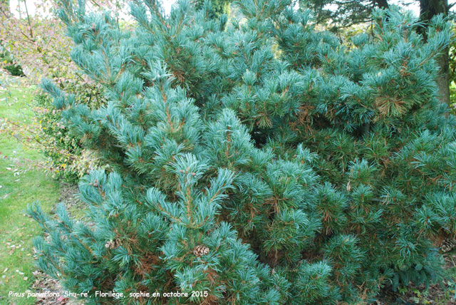 Pinus parviflora 'Shu-re'