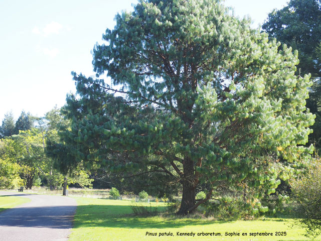 Pinus patula