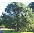 Pinus patula