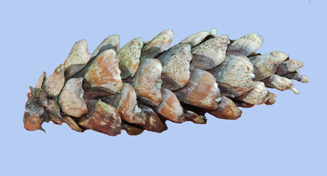 Pinus peuce