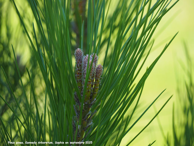 Pinus pinea