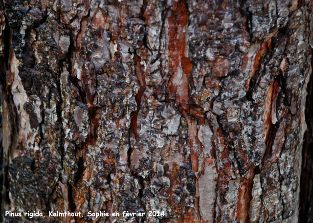 Pinus rigida