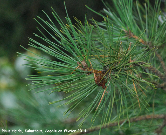 Pinus rigida