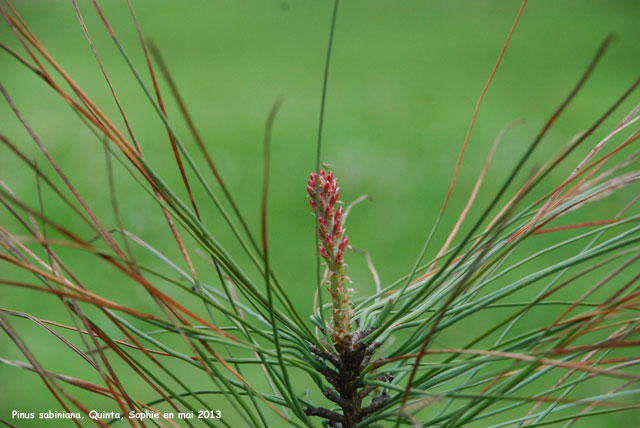 Pinus sabiniana