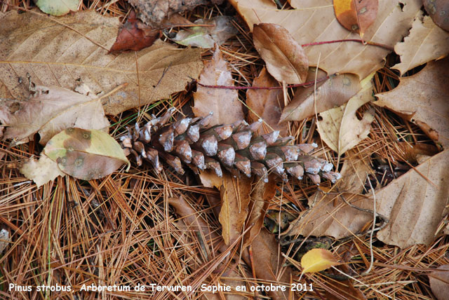 Pinus strobus